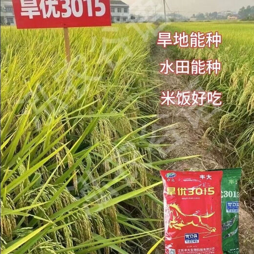 Wangyuan Xinghanyou 3015 upland rice seed original genuine long-grain rice disease-resistant, lodging-resistant and high-temperature resistant late rice ratoon rice hybrid Hanyou 3015 original bag 500g