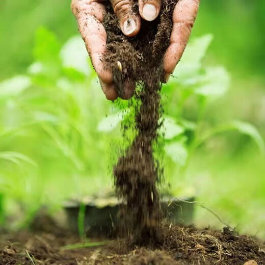 Onion, ginger, garlic, universal soil, flower and vegetable nutrient soil, nursery soil, flowers, golden kudzu, special organic soil fertilizer, vegetable nutrient soil 10 Jin Jin is equal to 0.5 kg