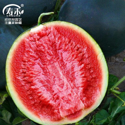 Shouhe Black Skin Watermelon Seeds Guangxi Black Beauty Seeds Sweet Crisp Black Extra Large Suitable for the South Yuyi Sweet Black Skin Seedless Watermelon Seeds 50g/barrel