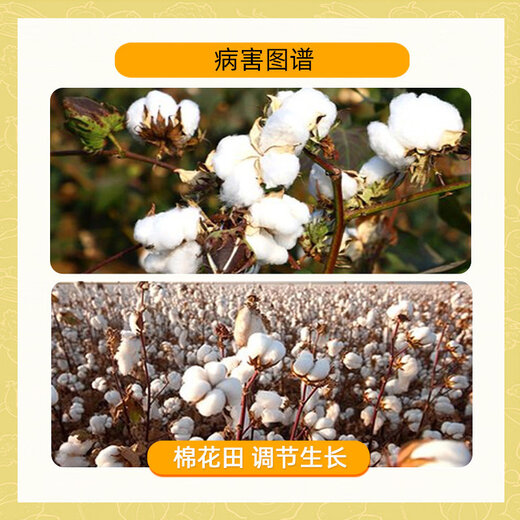 Guoguang 98% methylpiperium regulator fruit trees, vegetables and cotton control growth and shrinkage, crazy growth, chlormequat, growth regulator 100g 100g