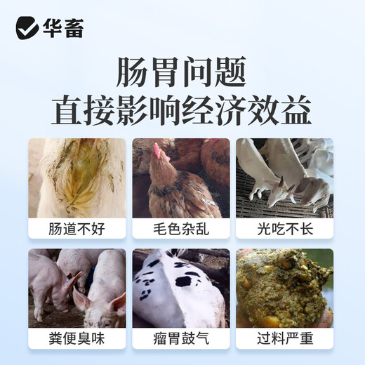 Huaxiu veterinary live bacteria plus enzyme probiotics appetizer fattening conditioning intestinal ammonia removal pig livestock feed additives 1 bag buy 2 get 1 Jin Jin equal to 0.5 kg multi-dimensional compound probiotics