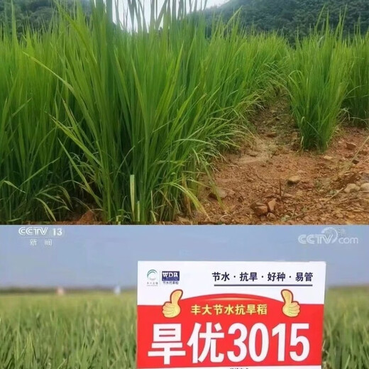Wangyuan Xinghanyou 3015 upland rice seed original genuine long-grain rice disease-resistant, lodging-resistant and high-temperature resistant late rice ratoon rice hybrid Hanyou 3015 original bag 500g