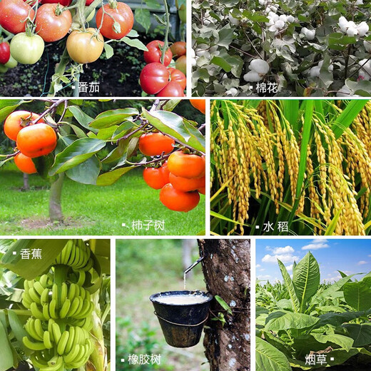 Anmeifu ethephon fruit ripening agent banana ethephon persimmon regulator tomato cotton ripening fruit 1000ml*1 bottle