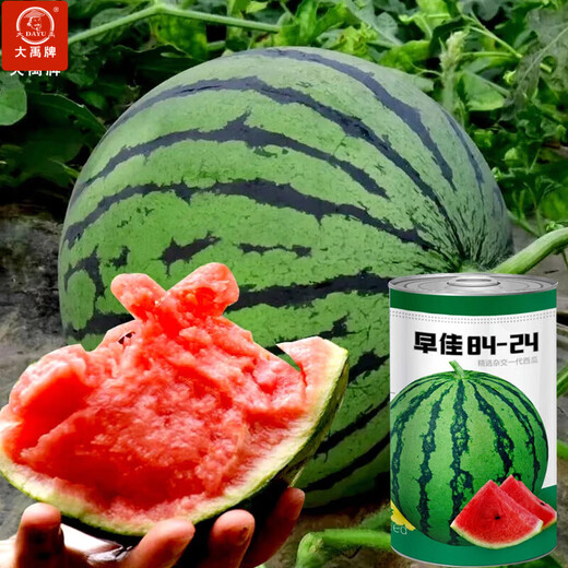 Dayu Lazy Man Watermelon Seed Seedlings Extra Large Suitable for Early Maturing Lazy Man in the South 8424 Kirin Melon Meidu Seedless Fruits and Vegetables Zaojia 8424 Watermelon Seeds 50g/barrel