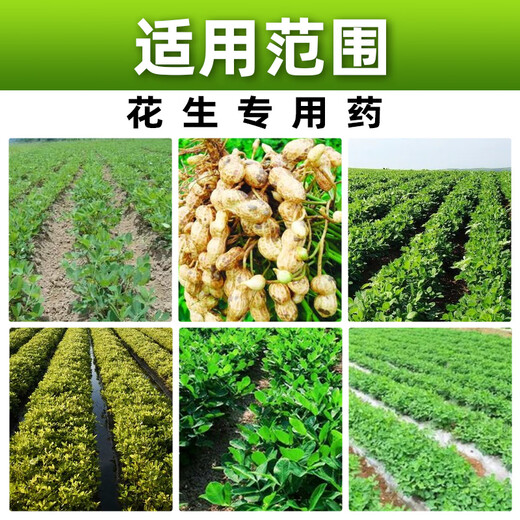 Barometer 20% choline chloride s-attractin growth regulator peanut growth regulator dual-effect compound genuine pesticide 500g*15 bottles preferred by growers