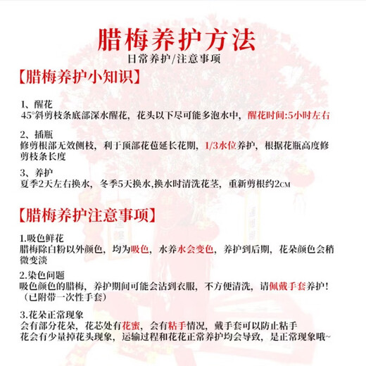 Australian Wintersweet, New Year's Eve Flowers, Fresh Cut Flowers, Household Water-raised Flower Arrangements, Yunnan Straight Hair Flower Bouquet, Long-lasting Real Flowers, Red Wintersweet 1 Bundle (About 200g), Color Absorption