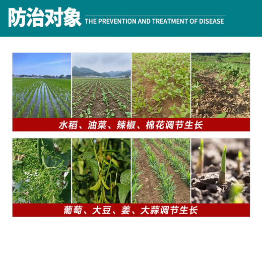 Bairui 0.02% iron chlorin for rice, wheat and cotton to increase fruit setting rate genuine agricultural growth regulator 3g