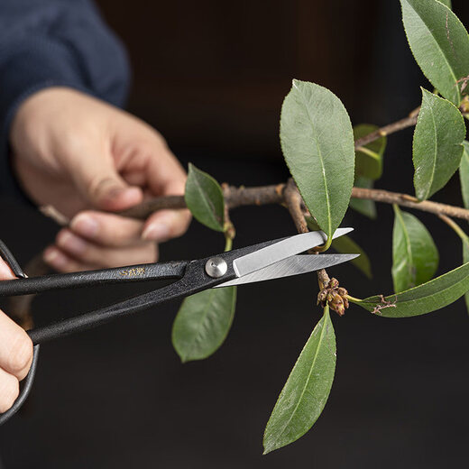 Yusenyi Japanese leaf bud shears, flower shears, bonsai branches and leaves, gardening, flower arrangement, flower arrangement, pruning, professional tools, scissors for twig cutting, Japanese imported Gangheng twig cutting shears, including cowhide blade cover