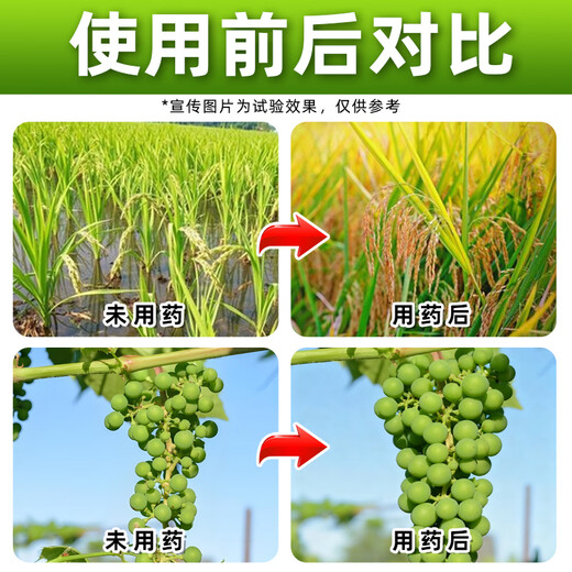 Phytosin 24-Epiycin Gibberellic Acid Epibrassinolide Lipid Gibberellin Plant Growth Regulator Genuine Pesticide 500g*5 Bottles The Choice of Most People