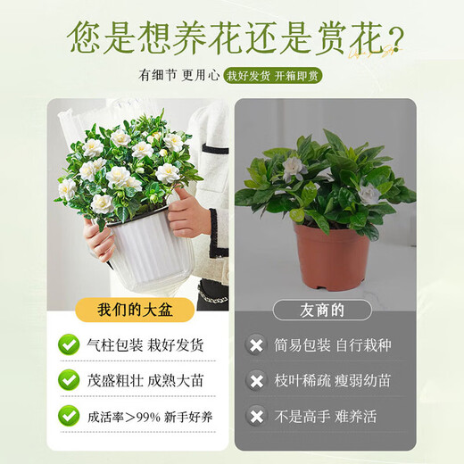 Hua Weng Gardenia Potted Plants Bloom Flowers All Seasons, Saplings, Indoor Green Plants, Easy to Maintain and Live, Jasmine Straight from the Source