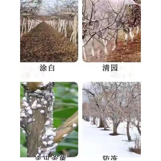 OUOETY蓝莓土壤酸碱度调节牡丹芍药防根腐花卉泥土PH值调理剂土壤 100克【片状】