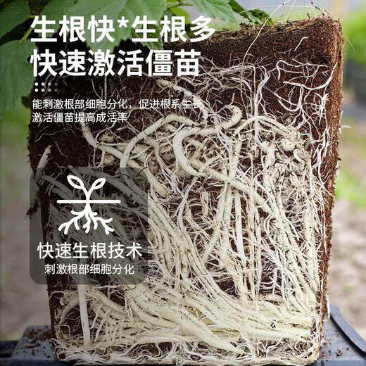 Jingyouyu rapid rooting powder for plants, general-purpose, tree transplanting, cuttings and flowers, special powerful rooting powder, rooting powder 500g*4 bottles, free measuring cup, small spoon, granular fertilizer rooting liquid