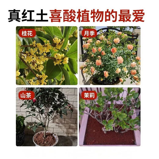 Red soil planting soil bougainvillea camellia jasmine special soil soil flower cultivation vegetable nutrition soil particles turtle bedding material Yunnan acidic red sand soil 5Jin Jin equals 0.5 kg - No negative review