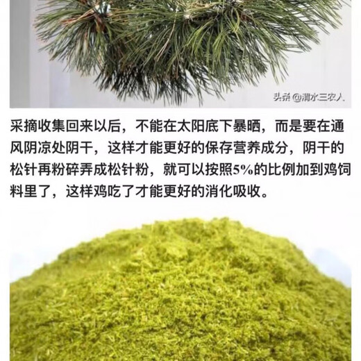 Cat pine needle powder feed for general purpose for veterinary livestock and poultry to promote egg production and milk production 80 Jin Jin is equal to 0.5 kg 80 Jin Jin is equal to 0.5 kg Feed pine needle powder for veterinary livestock and poultry for general purpose to increase egg production