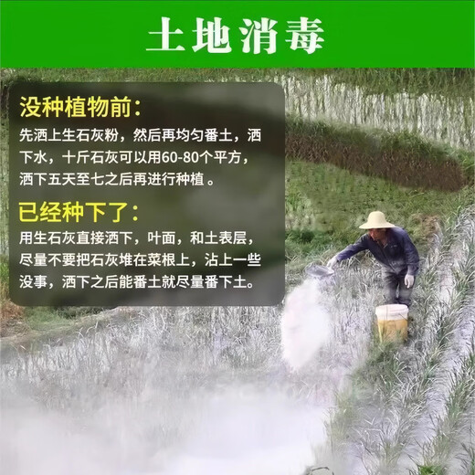 Jingxi Special quicklime powder for vegetables. Soil pest control in vegetable fields to improve soil height. Quicklime powder. After spreading quicklime powder without insects, 3 Jin Jin is equal to 0.5 kilograms.