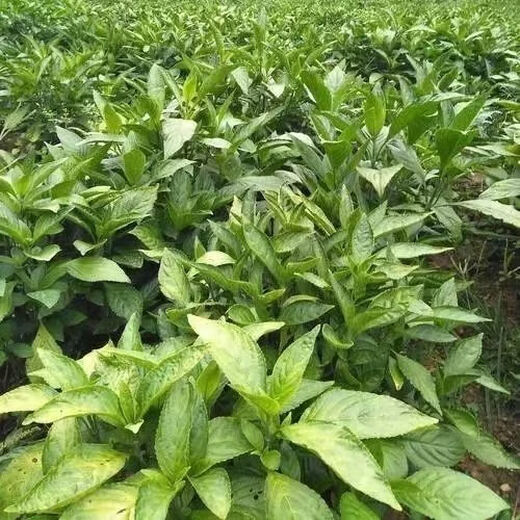 Pulian medicinal material seedlings, Nanbanlan root seedlings, high-quality large green leaf Chinese medicinal material seedlings, Malan seedlings, suitable for planting in the field and courtyard, 20 trees