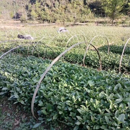 Pulian medicinal material seedlings, Nanbanlan root seedlings, high-quality large green leaf Chinese medicinal material seedlings, Malan seedlings, suitable for planting in the field and courtyard, 20 trees