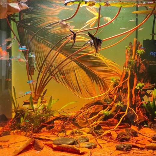 No-wash rainforest sand tropical fish tank bottom sand South American tank bottom fine red sand native stream stone Thunder Dragon landscaping sand 10Jin Jin is equal to 0.5kg. 60cm tank can be paved with 2cm thickness. Natural landscaping rainforest sand + fine and clean + natural landscaping