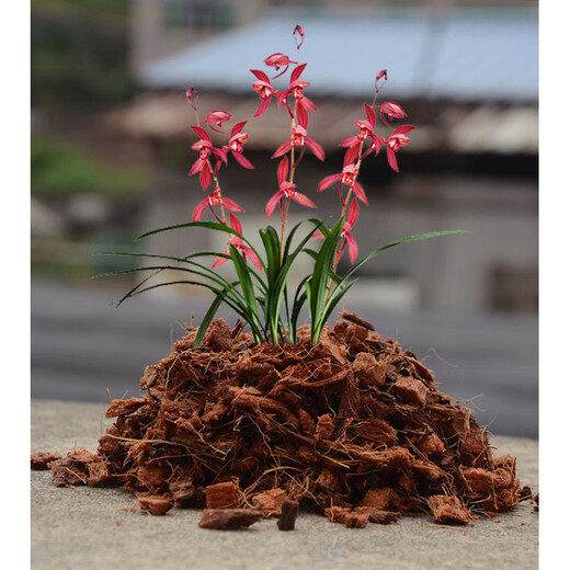 Special nutrient soil for orchids, small coconut shell bricks, coarse coconut bran, Phalaenopsis orchid dendrobium plant material, coarse coconut blocks, compressed desalination coconut bricks, 1 fine coconut brick (desalination and high foaming) (seeds included)