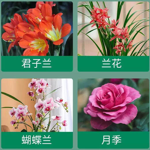 Coarse coconut shell bricks, special nutritious soil for orchids, Phalaenopsis plant material, succulent soil flowers, Clivia, coconut bran, desalted coconut bricks, super high, 1 imported large coconut brick with thickened gardening dual-purpose hoe and rake