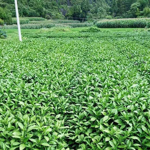 Pulian medicinal material seedlings, Nanbanlan root seedlings, high-quality large green leaf Chinese medicinal material seedlings, Malan seedlings, suitable for planting in the field and courtyard, 20 trees