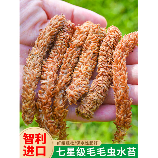 Chile imported sphagnum red grass caterpillar sphagnum moss Phalaenopsis orchid special soil plant turtle hibernation moisturizing limited trial Chilean caterpillar sphagnum moss 50g