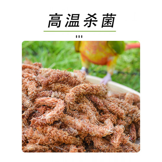Chile imported sphagnum red grass caterpillar sphagnum moss Phalaenopsis orchid special soil plant turtle hibernation moisturizing limited trial Chilean caterpillar sphagnum moss 50g