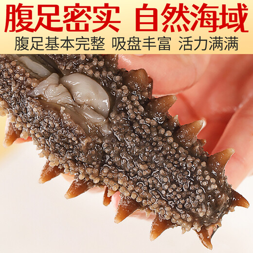 Royal Kirin fresh sea cucumber (6.9/piece, minimum sale of 10 pieces) ready-to-eat sea cucumber single package Liao sea cucumber Dalian sea cucumber fresh sea cucumber (about 6-8cm)