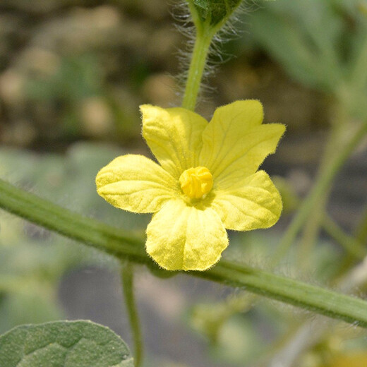 Zhongke Maohua melon and fruit seeds 16 degrees rock sugar Kirin watermelon seeds 8424 Hainan Kirin melon melts in the mouth thin skin Jingxin 16 degrees rock sugar Kirin 5g/bag