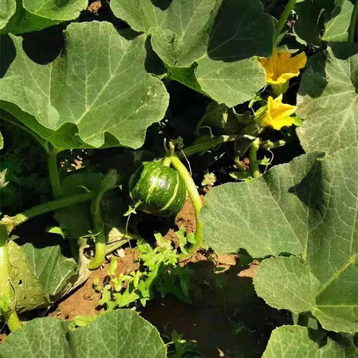 Jingxijia Authentic Beibei Pumpkin Baby Food Supplement Fresh Vegetables Fresh Breakfast Weight Loss Fat Reduction JD Logistics Chestnut Flavored Pumpkin 2Jin Jin equals 0.5kg with box