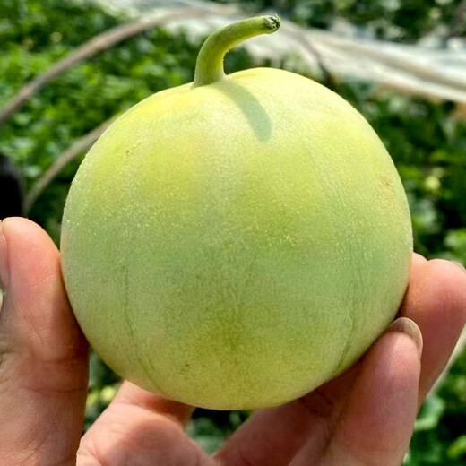 Shouhe Tianbao Melon Seeds, Rock Candy Small Melon, Southern Fruit with Thin Skin and Early Maturity, RBen Tianbao Melon Seeds, 50 capsules/crunchy and sweet
