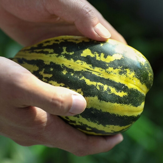 Shouhe Bingtangzi small melon seeds, tall pear-shaped melon seeds, early maturing four-season balcony potted seeds, Bingtang Prince melon seeds 80 seeds + 15 seedlings