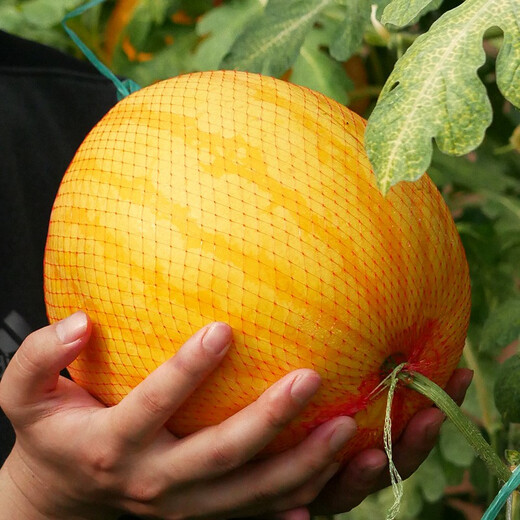 Beishu 8424 Watermelon Seeds Early-maturing Special Melon Fruit Beishu Jinlinglong Watermelon Seeds 20 capsules/bag