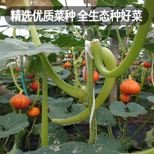 Fengming Yashi Sweet Powder Waxy Red Chestnut Pumpkin Seeds Red Sun Beibei Pumpkin Seeds Red Honey Pumpkin Seeds 20 capsules