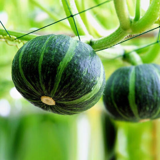 Beibei Pumpkin Seedlings Green Chestnut Small Pumpkin Seeds Sweet Melon Seeds Spring Sowing Seasonal Vegetables Pink Glutinous Red Beibei Pumpkin Seeds 50 capsules