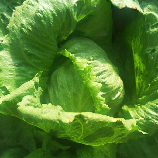 Sweet and crispy lettuce lettuce, hamburger lettuce seeds, crispy and refreshing, raw lettuce seeds, potted four-season farm vegetables, original crispy and tender lettuce, 1 pack/1555 grains of Song fertilizer