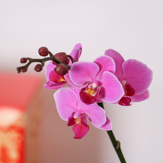 Dancing Phalaenopsis single plant double pole random color 1 pot