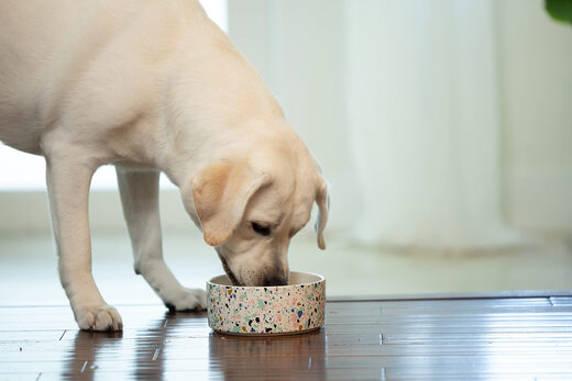 Dental Fresh Pet Teeth Cleanser Mouthwash Removes Bad Breath and Tartar for Cats and Dogs 946ml 32 Fl.Oz (approximately 946 ml) x 1 piece