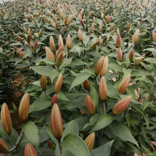 Yunnan Kunming base direct hair festival water-raised flowers bouquet perfume lily life flowers and flowers 10 red lilies (collection of preservatives)