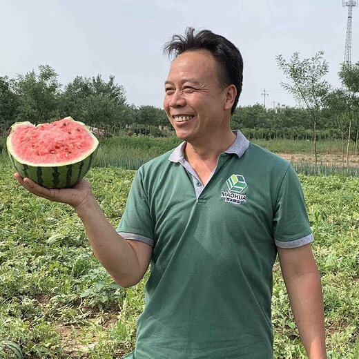 Zhongke Maohua melon and fruit seeds Zhongke Bingqilin watermelon seed improved 8424 Jingxin type replaces Meidu watermelon variety with crack resistance Zhongke Bingqilin 3000 capsules/box special for seedlings