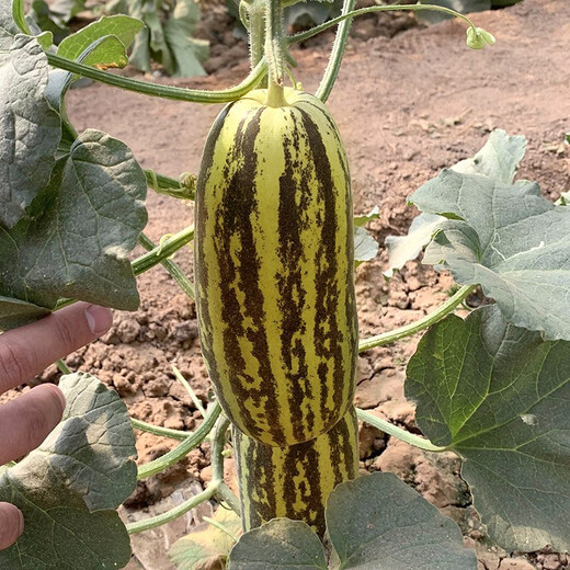 Zhongke Maohua Melon Fruit Seeds Bomei 91 Melon Seeds Flower Skin Green Flesh Peel High Toughness Boyang Series 91 Type Resistant to Transportation Bomei 91 50 capsules/bag Trial Planting Pack