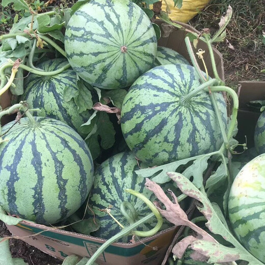 Zhongke Maohua Vegetable and Fruit Seeds Zhongke Honey Kirin Watermelon Seeds Hainan Kirin 8424 Super Sweet Jingxin Type Zhejiang Kirin Melon Center Sugar 12.7 Zhongke Honey Kirin 100g/bag 1 mu pack