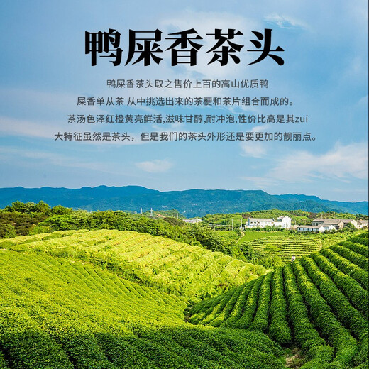 Biyou Sifang Snow Chip Entenscheiße Duft Chaozhou Phoenix Single Thong Tee 2025 New Tea High Mountain Oolong Tee Single Thong Mailand -Geschmack Single von 500g*1 Bag [Entenscheiße -Duft -Teeber