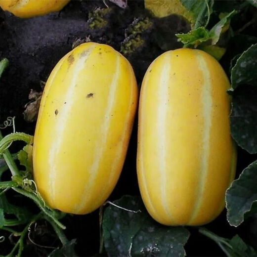 Gaga Sweet Northeastern Cantaloupe Seeds Yellow Melon Fruit Seeds Easy to Plant in Spring and Autumn Old Farm Varieties with High Sugar Content Original Factory Packaging 1 Pack + Song Fertilizer Gaga Sweet Musk Melon Seeds About 50 capsules--pack