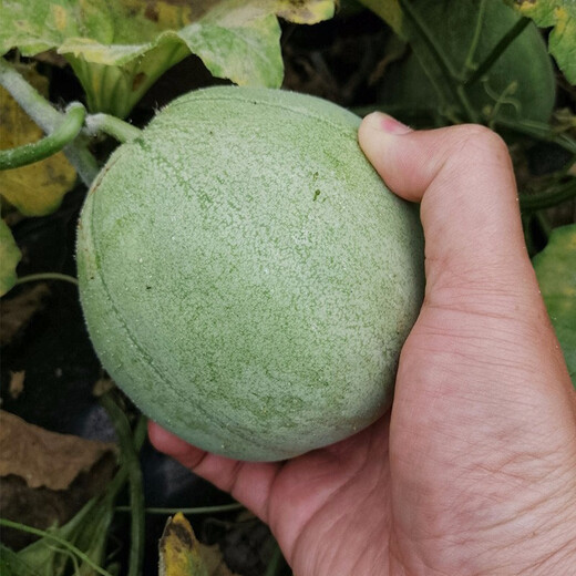 Shouhe Emerald Sweet Melon Seeds Thin Skin Green Skin Green Flesh Four Seasons Potted Shouguang Seeds Emerald Melon Seeds 50g