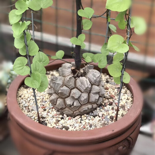 South African turtle-shelled dragon succulent plant seed seedling soil imported rare root tuber one thing one shot Dioscorea species guaranteed South African turtle-shelled dragon 1-1.5cm randomly selected with pots good with potted plants