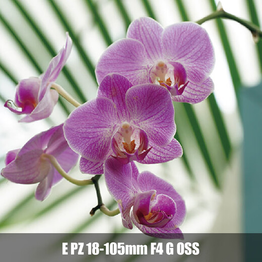 Sony (SONY) APS-C half-frame standard zoom lens E-mount standard zoom E PZ18-105mmF4 G official standard