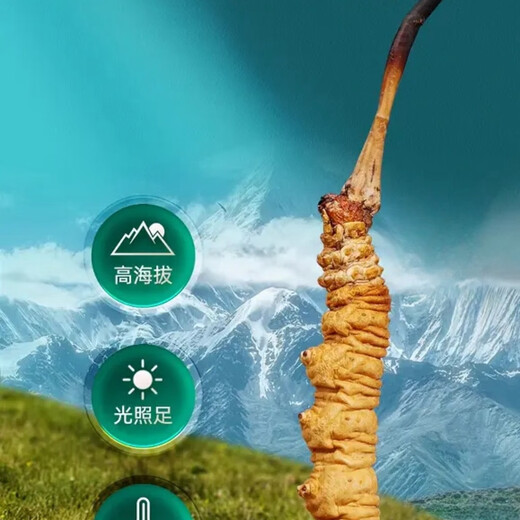 Cordyceps sinensis Áreas tibetanas Cordyceps sinensis La hierba rota es más asequible para comer a los corredes secos nutritivos nutridos de masa seca en vino y hacer polvo para hacer sopa. 5 gramos de Big Cordyceps sinensis dan crisantemos