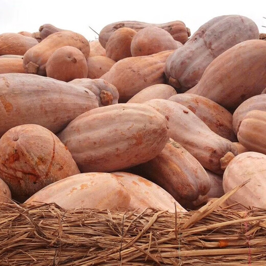 Zhongke Maohua Vegetable Seeds Luohan Zaomi Ben Pumpkin Seeds Super Sweet Noodles Ribbed Pumpkin Seeds Grown in the South Luohan Zaomi Ben 5g/bag