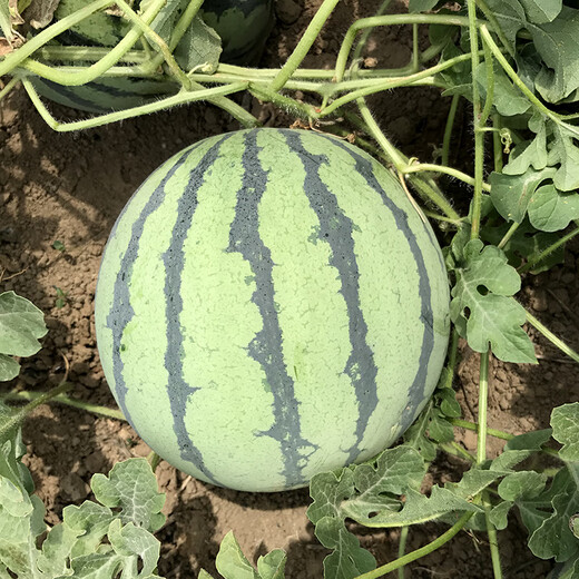 Zhongke Maohua melon and fruit seeds 16 degrees rock sugar Kirin watermelon seeds 8424 Hainan Kirin melon melts in the mouth thin skin Jingxin 16 degrees rock sugar Kirin 5g/bag